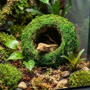 以下が含まれることがあります： 鮮やかな緑色の苔で覆われた球状の隠れ家の中に休んでいる、小さな薄茶色のクレステッドゲッコー。この隠れ家は、暗い土、散らばった小さな石、そして様々な緑の植物があるテラリウム環境の中に配置されています。