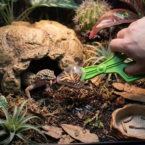Op de afbeelding: Een luipaardgekko eet een worm uit een groen plastic voedergereedschap. De gekko zit in een terrarium met een rotsgrot en planten. Het voedergereedschap bevat verschillende wormen.