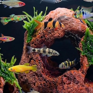Puede incluir: Una escena de acuario con una variedad de peces coloridos. Los peces presentan colores y patrones vibrantes. La escena incluye una formación rocosa de color marrón rojizo y plantas verdes, creando un entorno submarino natural.