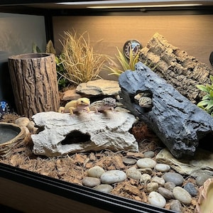 Puede incluir: Un terrario con dos geckos leopardo. Uno es amarillo, el otro está moteado. El recinto incluye un escondite de tronco, rocas y un fondo de madera. El hábitat está bien iluminado, proporcionando un entorno adecuado para los reptiles.