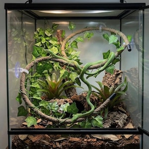 Könnte beinhalten: Ein Reptilienterrarium aus Glas mit einer langen, schlanken grünen Schlange, die sich um einen kreisförmigen braunen Kletterast windet. Der Lebensraum umfasst künstliche grüne Efeuranken, zwei Bromelien, Korkrindenstücke und einen dunklen Erdboden.