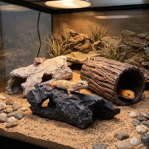 May include: A terrarium setup with three leopard geckos. The geckos are in a habitat with a sand substrate, rocks, and artificial wood decor. One gecko is on a black rock, another is inside a log, and a third is on a light-colored rock.