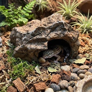 Könnte beinhalten: Ein Leopardgecko mit schwarzen und braunen Flecken auf beigem Körper ruht in einer strukturierten, felsartigen Höhle. Das Gehege enthält grünes Moos, kleine braune Holzspäne, glatte Kieselsteine und Luftpflanzen in natürlicher Anordnung.