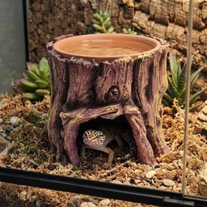 Könnte beinhalten: Ein braun-violettes Reptilienversteck in Baumstumpfoptik mit einer integrierten runden Wasserschale auf der Oberseite. Ein gefleckter Leopardgecko befindet sich in der hohlen Öffnung an der Basis, die von Moos und kleinen Steinen umgeben ist.
