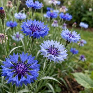 Blue Cornflower Seeds, Bachelor Button Flower Seeds for Garden, Pollinator Flower Seeds, Easy to Grow Cut Flower Seeds, Wildflower Gift