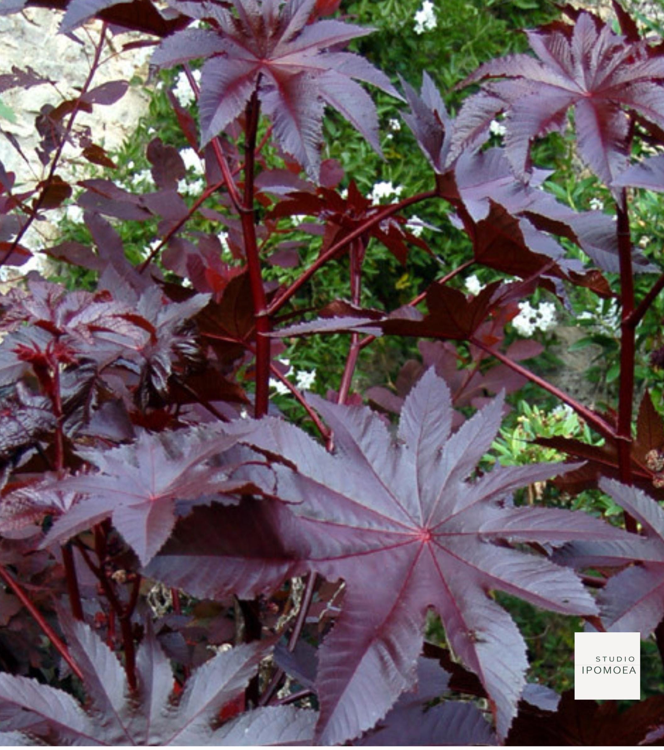 Purple Ric Castor Oil Plant 'NEW ZEALAND PURPLE' Ric Large Plants Available Now ...
