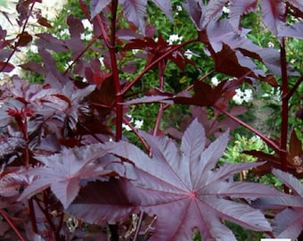 Castor Oil Plant 'NEW ZEALAND PURPLE' Ric Large Plants Available Now