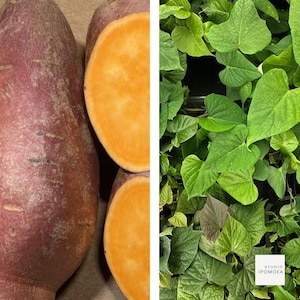May include: The image shows two sweet potatoes, one whole and two halves, revealing the bright orange flesh against the reddish-brown skin. To the right, there are lush green sweet potato vines with heart-shaped leaves. The image includes the text "STUDIO IPOMOEA".