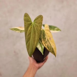 Anthurium papillilaminum - Etsy 日本