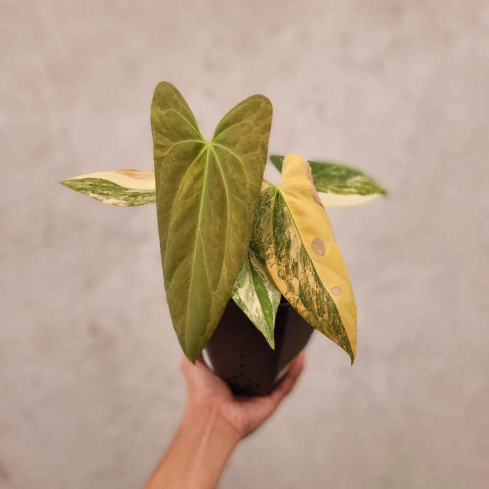 Anthurium papillilaminum - Etsy 日本