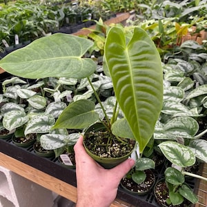 May include: A potted Anthurium plant with large, heart-shaped, green leaves. The plant is held in a green plastic pot, with other plants visible in the background. The leaves have prominent veins and a glossy texture.
