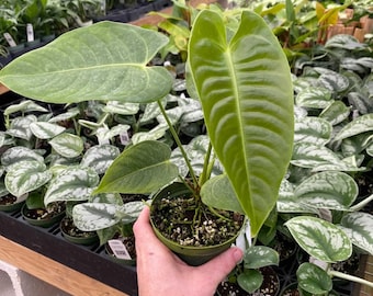 Anthurium veitchii "King Anthurium" - Tropical Indoor Exotic Plant - Phytosanitary Certificate