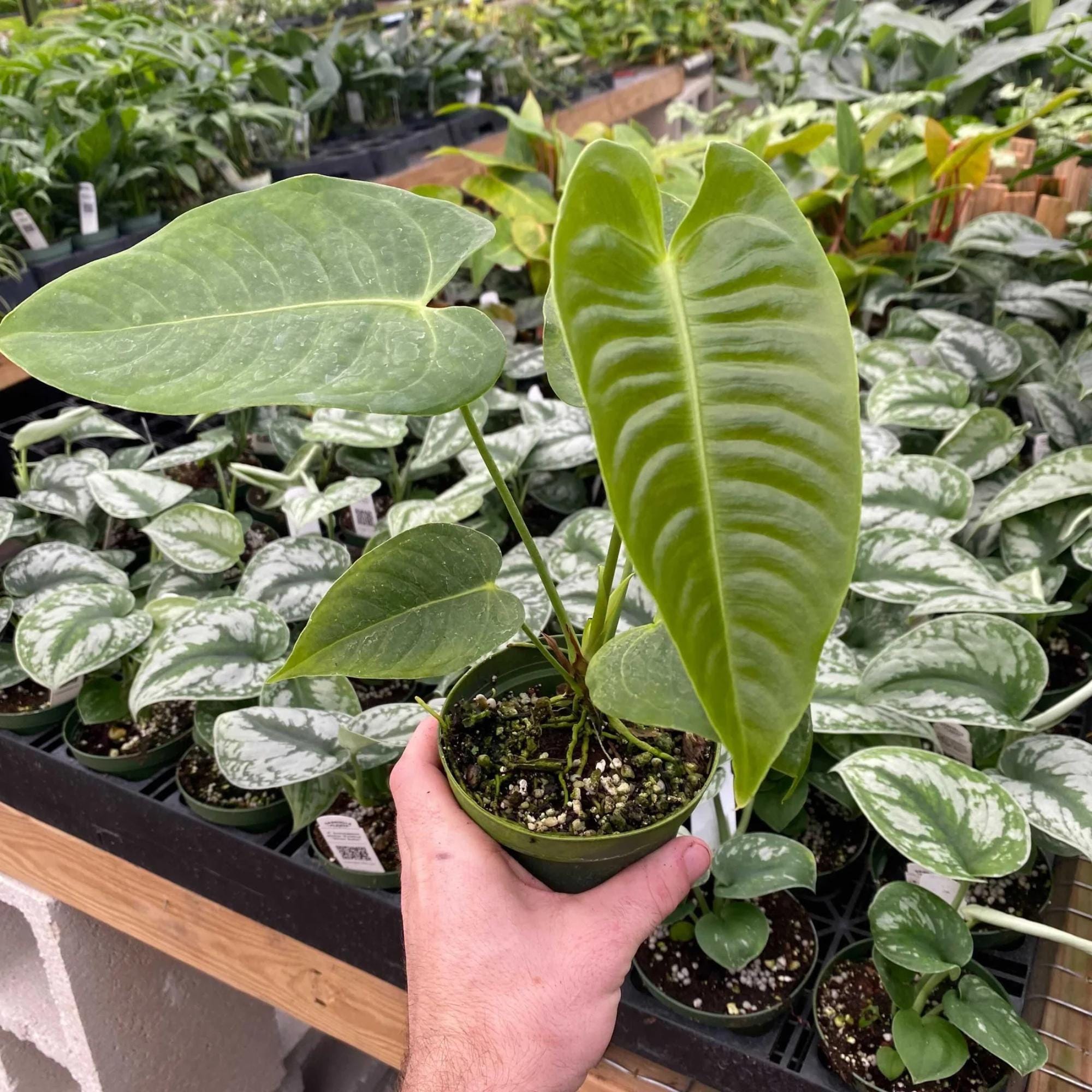 Rare anthurium - Etsy 日本