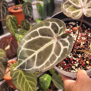 Anthurium BVIT x Zara Michelle Variegated Plant- Tropical Indoor Exotic Houseplants - Phytosanitary Certificate image 6