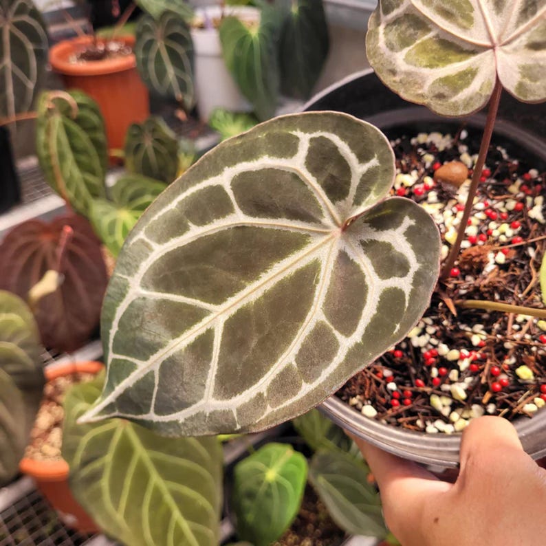 Anthurium BVIT x Zara Michelle Variegated Plant- Tropical Indoor Exotic Houseplants - Phytosanitary Certificate image 6