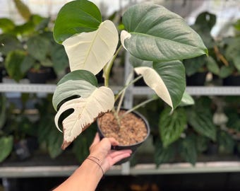 Monstera Albo Halfmoon Pflanze - Tropische Indoor Exotische Zimmerpflanzen und Steckling - Phytosanitäres Zertifikat