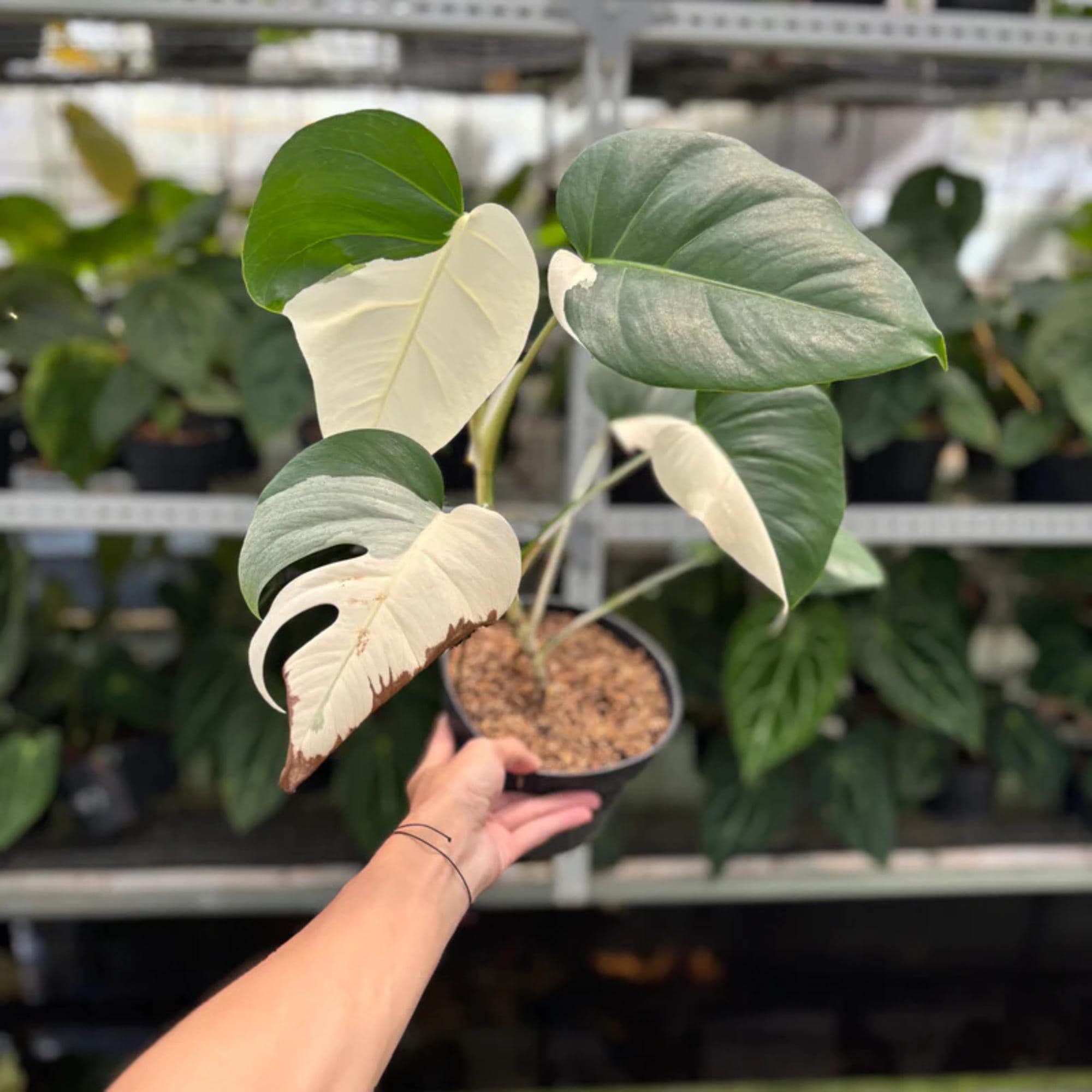 Monstera borsigiana albo - Etsy 日本