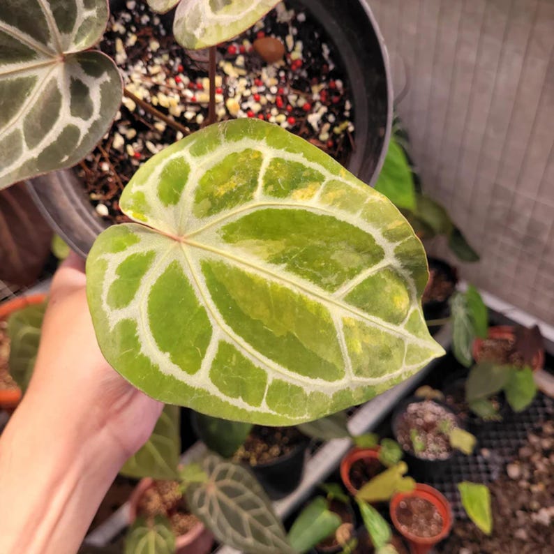 Anthurium BVIT x Zara Michelle Variegated Plant- Tropical Indoor Exotic Houseplants - Phytosanitary Certificate image 2