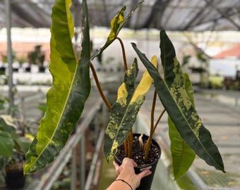 Philodendron Billiteae Variegated Plant- Tropical Indoor Exotic Houseplants and Cutting - Phytosanitary Certificate