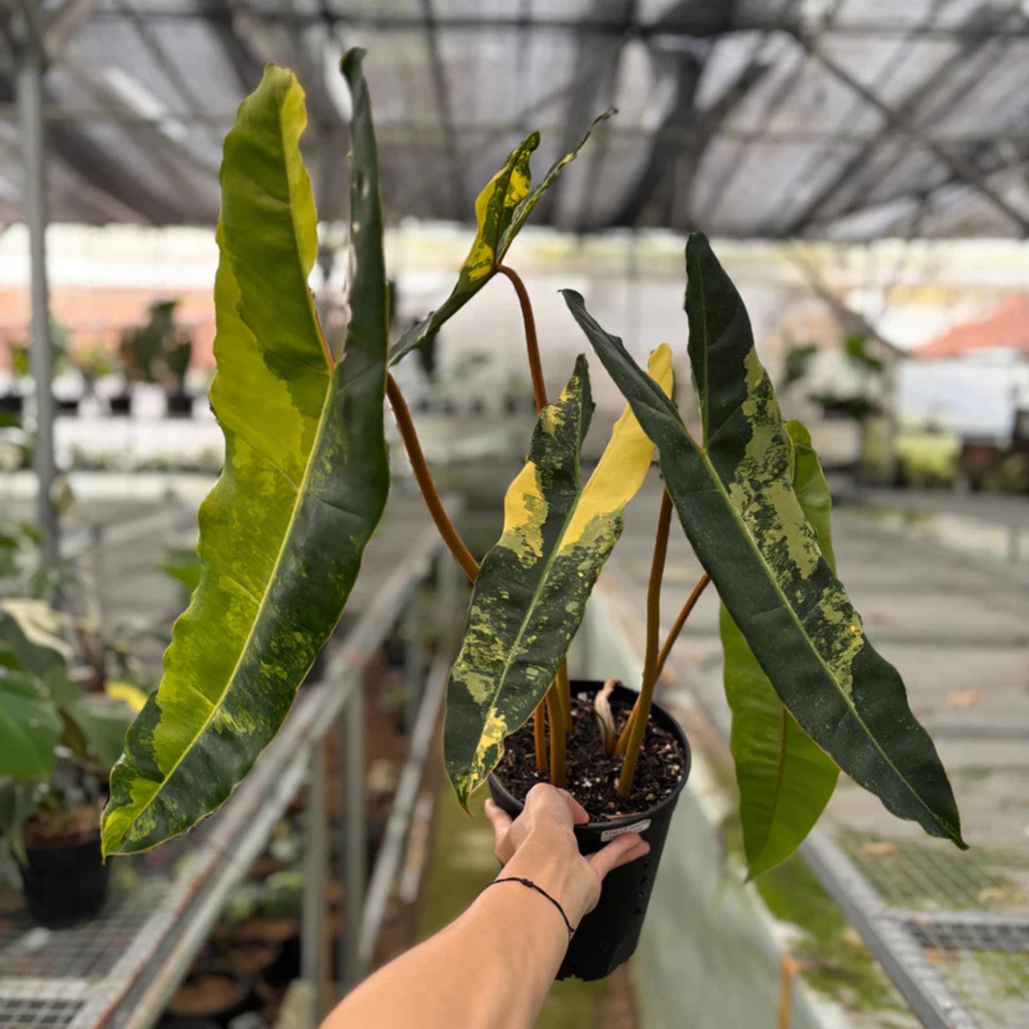 Philodendron billietiae variegated - Etsy 日本