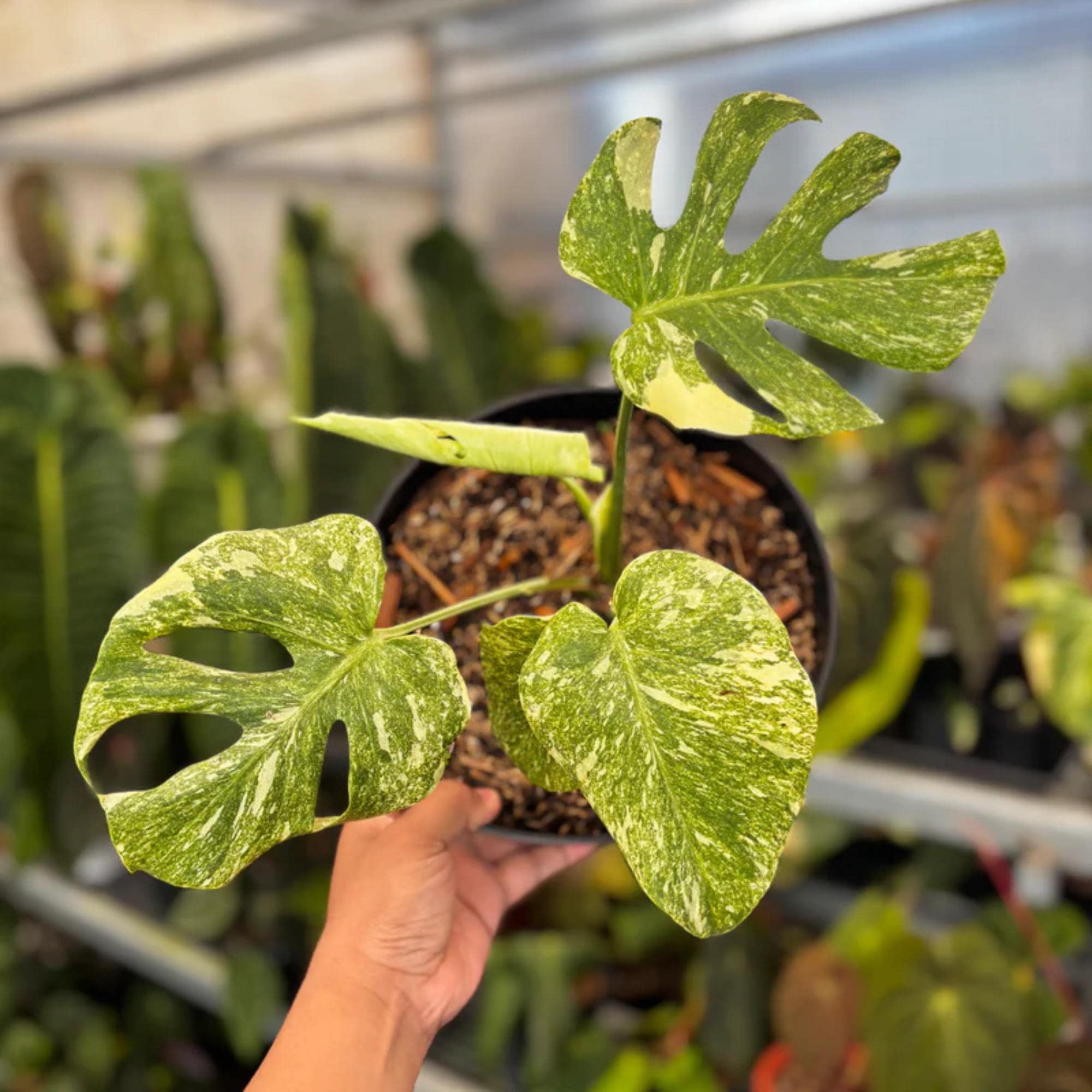 Monstera legacy - Etsy 日本
