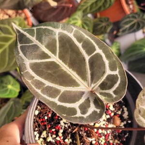 May include: A heart-shaped Anthurium crystallinum leaf with a dark green, velvety surface and prominent, wide, white veins. The leaf is potted in a container filled with dark soil mixed with small white and red decorative pebbles.