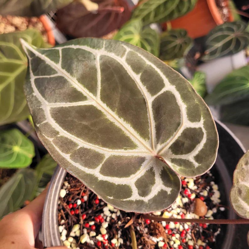 May include: A heart-shaped Anthurium crystallinum leaf with a dark green, velvety surface and prominent, wide, white veins. The leaf is potted in a container filled with dark soil mixed with small white and red decorative pebbles.