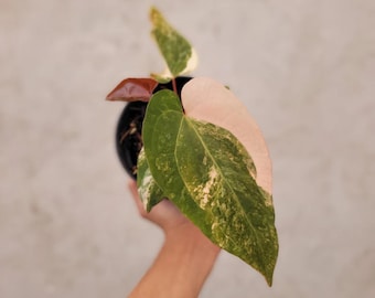 Anthurium Megatron x AOS Dark Form Plant- Tropical Indoor Exotic Houseplants - Phytosanitary Certificate