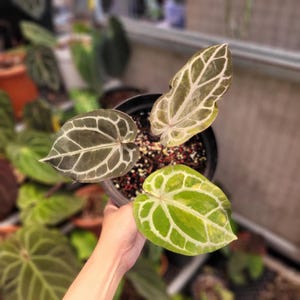 May include: A potted Anthurium plant featuring three distinct heart-shaped leaves with prominent white veining. One leaf is dark green, one is a lighter variegated green, and one is a pale, translucent shade, all growing from a black plastic pot.