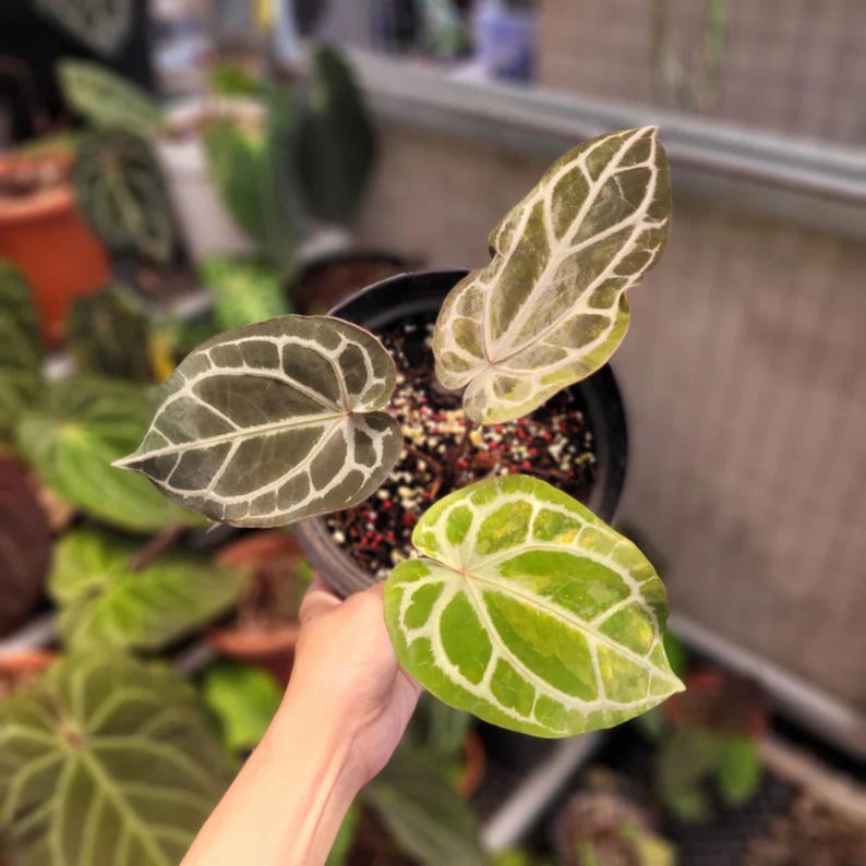 May include: A potted Anthurium plant featuring three distinct heart-shaped leaves with prominent white veining. One leaf is dark green, one is a lighter variegated green, and one is a pale, translucent shade, all growing from a black plastic pot.