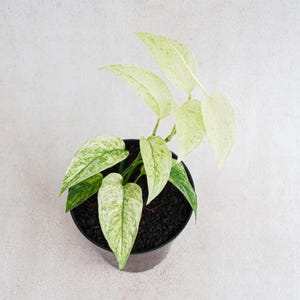 Monstera Laniata Menta Variegada - Planta de Interior Exótica Tropical - Certificado Fitosanitario
