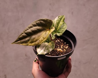 Anthurium Papillilaminum Variegated x Luxurians Plant- Tropical Indoor Exotic Houseplants and Cuttings - Phytosanitary Certificate