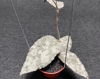 Hoya Caudaten Leopard - Tropische Exotische Zimmerpflanze - Phytosanitäres Zertifikat