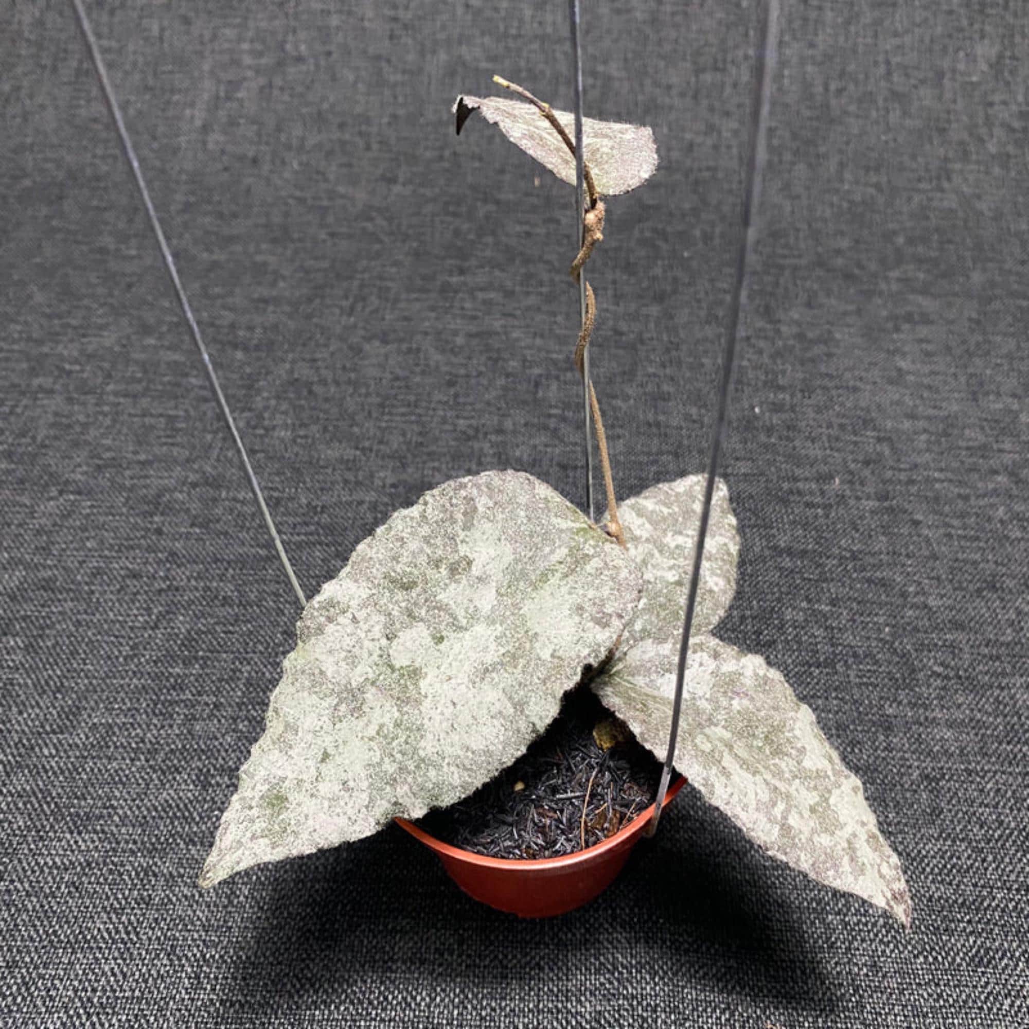 Hoya polyneura - Etsy 日本