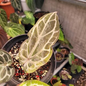 Anthurium BVIT x Zara Michelle Variegated Plant- Tropical Indoor Exotic Houseplants - Phytosanitary Certificate image 5