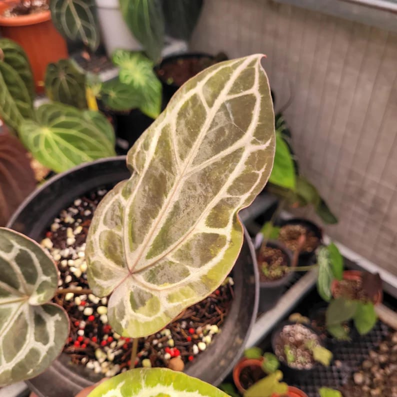 Anthurium BVIT x Zara Michelle Variegated Plant- Tropical Indoor Exotic Houseplants - Phytosanitary Certificate image 5
