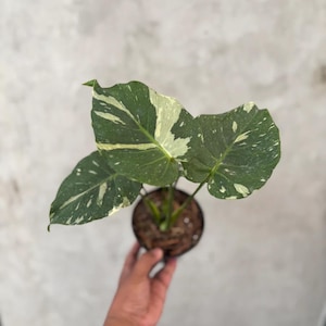 Può includere: Una pianta di Philodendron in vaso con tre foglie a forma di cuore con variegatura distinta. Il fogliame mostra un mix di verde bosco profondo e macchie bianco crema, con motivi punteggiati sulla superficie di ogni foglia.
