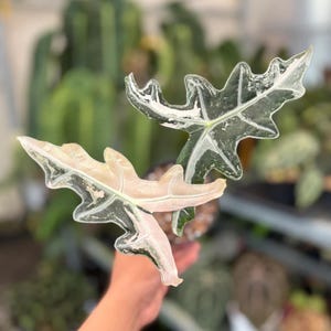 Alocasia melo albo - Etsy 日本