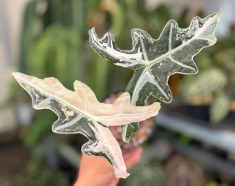 Alocasia Nobilis Variegated Plant - Tropical Indoor Exotic Houseplants and Corms - Phytosanitary Certificate