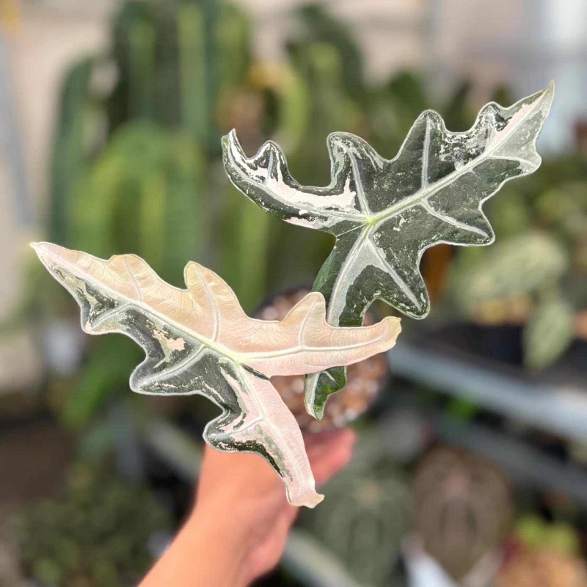 Alocasia melo albo - Etsy 日本