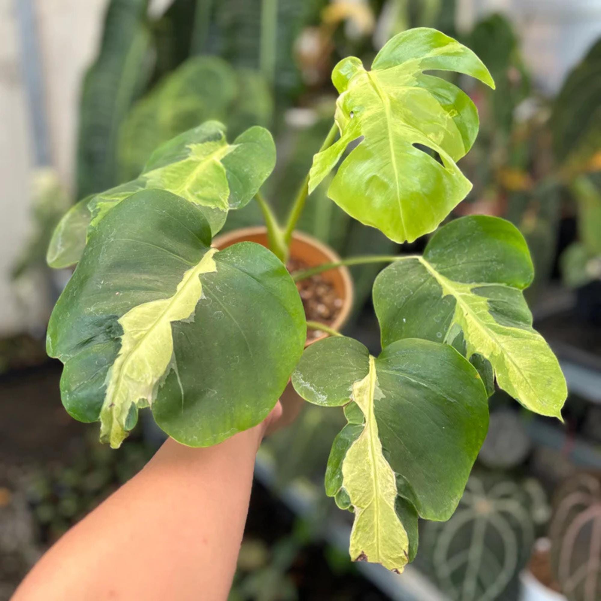 Monstera white lava - Etsy 日本