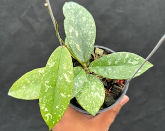 Hoya wayetii 'Lori Lyn', Newly Introduced Hoya Variety, Rooted
