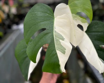 Monstera Albo Halfmoon Variegated Plant - Tropical Indoor Exotic Houseplants and Cutting - Phytosanitary Certificate