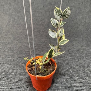 Hoya lacunosa silver - Etsy 日本