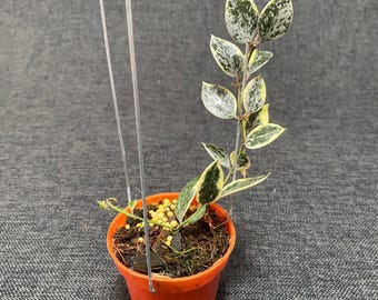 Hoya Lacunosa Lumina Pflanze - Tropische Exotische Zimmerpflanzen - Phytosanitäres Zertifikat