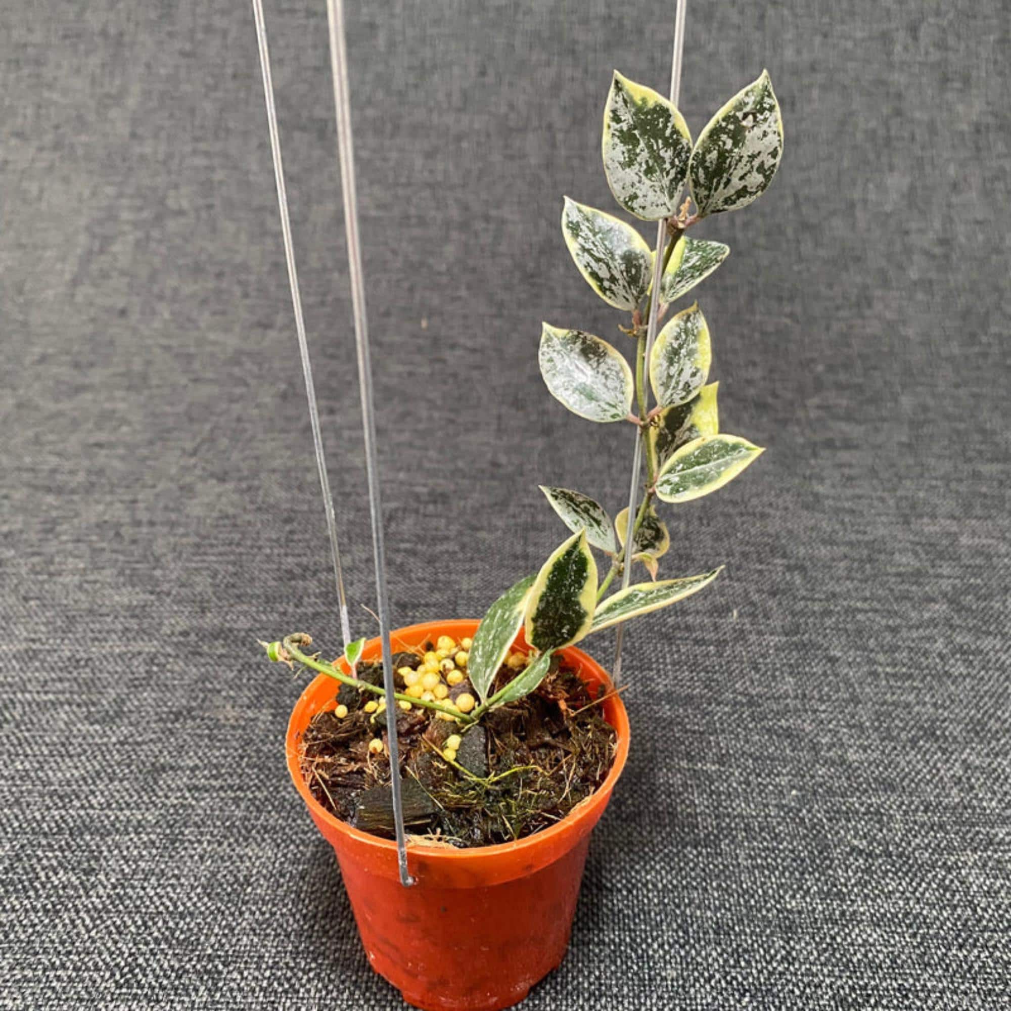 Hoya lacunosa - Etsy 日本