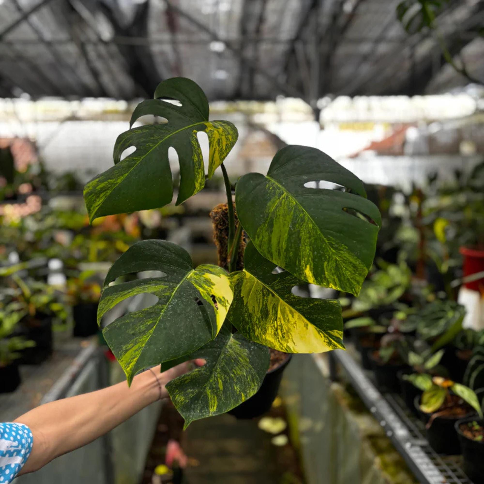 現品　モンステラ　オーレア　マルマラータ　28番　斑入り　観葉植物　インテリア Aurea marmorata - Etsy 日本