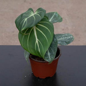 Tropical terrarium plants - Etsy.de