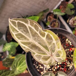 May include: A heart-shaped plant leaf with a dark olive green surface and prominent, thick white veins. The leaf has a smooth texture and a pointed tip, emerging from a dark potting container filled with soil and small white and red particles.