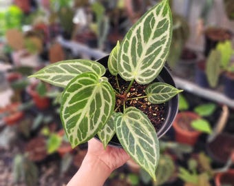 Anthurium Silver Blush x Warocqueanum | Tropical Indoor Exotic Plant | Phytosanitary Certificate